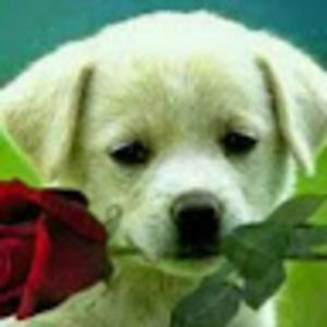 Meet your Posher, Diaz